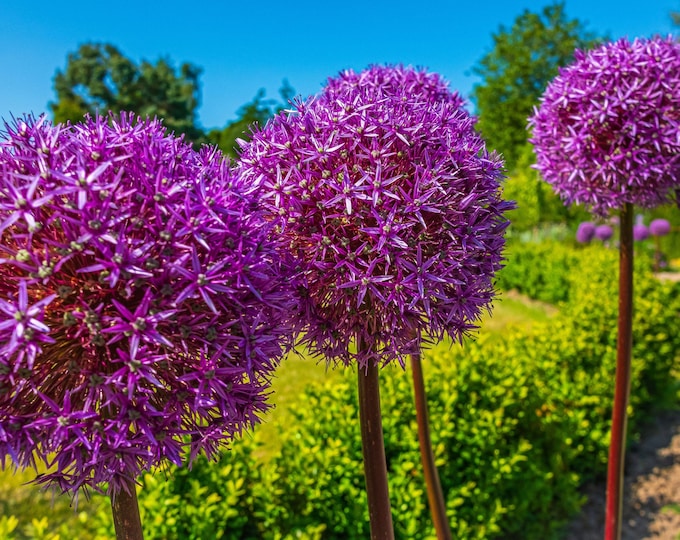 Purple Allium Flower Print | Stunning Garden Bloom Wall Art | Floral Gift for Her | Botanical Photo | Instant Digital Download, Cottagecore