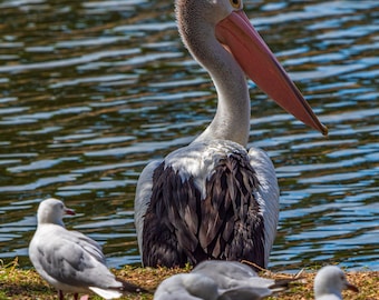 Queensland Pelican Photo: Australian Tropical Bird Art (Digital Download)