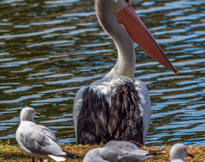 Pelican in Queensland Photo Download, Tropical Bird Art, Australia Wall Decor,exotic wildlife photo decor High Res Fine Art Gift for Her