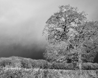 Black and White Winter Tree Photo: Fine Art Nature Print (Digital Download)