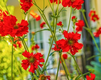 Red Poppy Field Photo: Summer Flower Wall Art (Digital Download