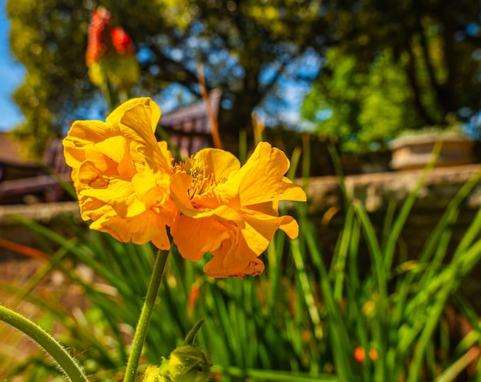Orange Poppy Wall Art Print | Vibrant Floral Photo Download | English Countryside Photography | Instant Digital Download, Cottagecore