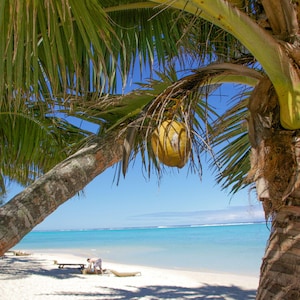 Rarotonga Beach Photo: Palm Trees, Azure Sea (Digital Download)