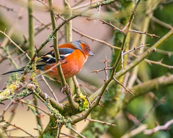 Colourful Chaffinch Photo – Winter Hedge in Topsham, Devon – Digital Download