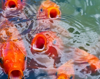Vibrant Goldfish Shoal Photo Download, High Res Marine Art, Thailand Travel Gift and Wall Decor,Fish Print Art, High Res Far East Photo