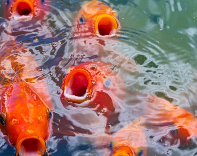 Vibrant Goldfish Shoal Photo Download, High Res Marine Art, Thailand Travel Gift and Wall Decor