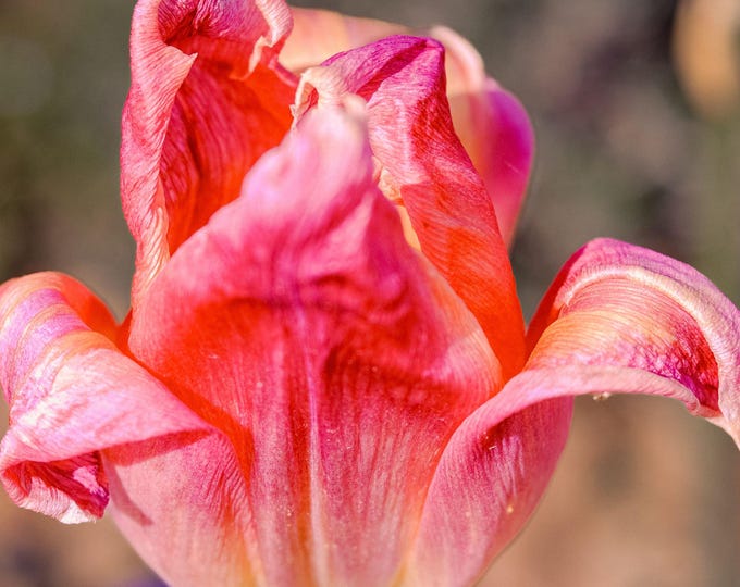 Photo Stunning Red and Pink Tulip Macro – Fine Art Digital Download Gift- Boho Cottagecore Wall Art for her- Garden lover Nature