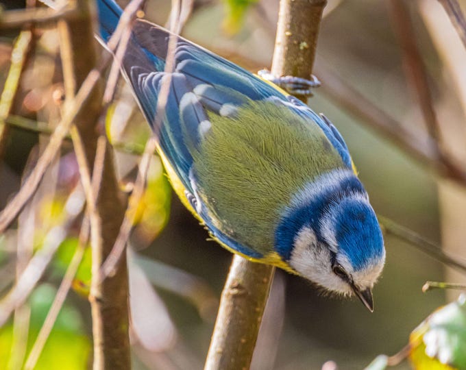 Blue Tit Photo Download, British Wild Bird Wall Art, Bird Lover Gift Decor, fine art