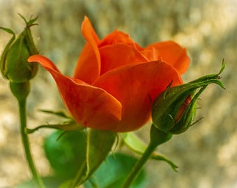 Orange Rose Photography Print: Botanical Wall Art (Digital Download)