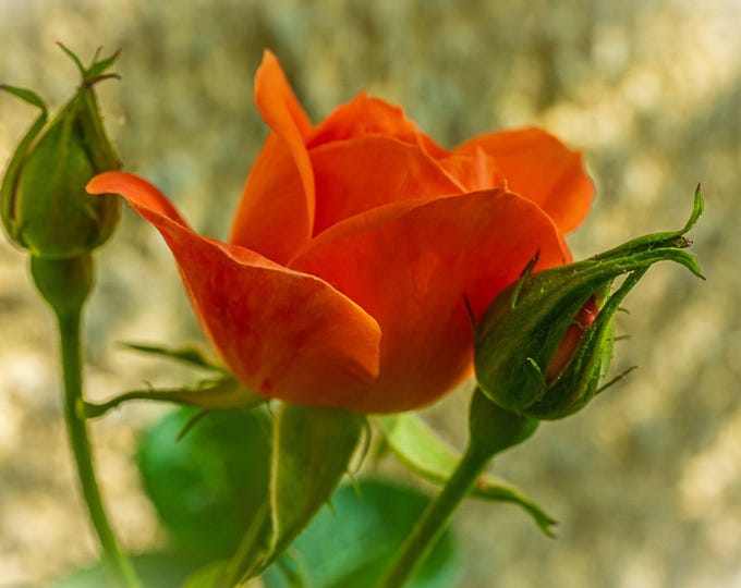 Stunning Orange Rose Photo | Instant Download | High-Res Floral Wall Art | Printable Gift for Her | Digital Flower Decor, Fine Art
