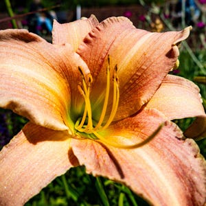 Orange Day Lily Photo Print: High-Res Botanical Wall Art (Digital Download