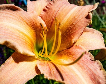 Orange Day Lily Photo Print: High-Res Botanical Wall Art (Digital Download