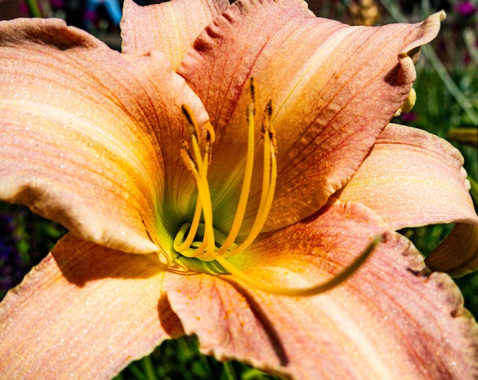 Stunning Orange Day Lily Photo Download | High Res Floral Wall Art | Botanical Print | Nature Decor | Gift for Her | Flower Lover Image
