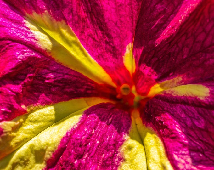 Red & Yellow Petunia Photo – Bright Floral Wall Art | Instant Download Fine Art Print, Cottagecore Boho Décor, Garden Flower Art, High Res