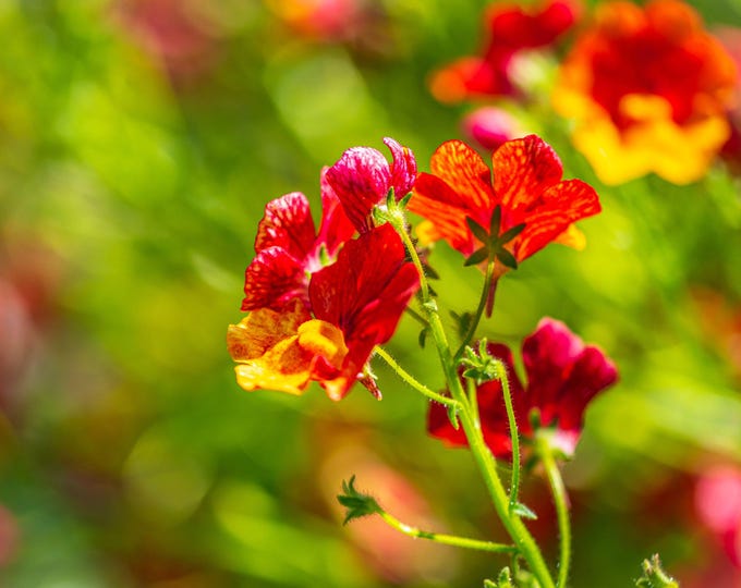 Red Cape Jewels Flower Photo Download, Fine Art Wall Art Gift for Her