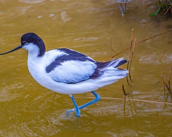 Avocet Wading Bird Photo – Digital Download Wall Art