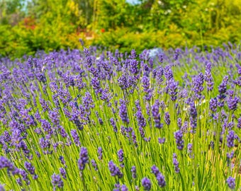 Lavender Field Photo: Provence Style Landscape Art (Digital Download