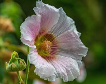 Hollyhock Floral Print: White & Pink Cottagecore Wall Art (Instant Download)
