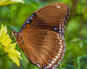 Stunning Macro Photo Download | Close-Up Butterfly in Thailand | High-Resolution Nature Photography| nature lover gift| wall decor nature