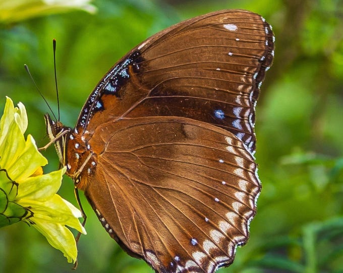 Stunning Macro Photo Download | Close-Up Butterfly in Thailand | High-Resolution Nature Photography| nature lover gift| wall decor nature