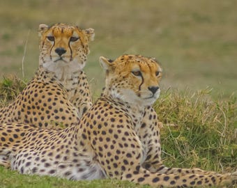 Serengeti Cheetahs Photo: African Wildlife Fine Art (Digital Download)