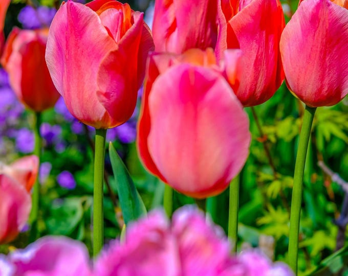 Colourful Red Tulips Photo Download, Fine Art Garden Print, Gift for Flower Lovers and Wall Decor