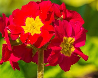 Close-Up Red and Yellow Primula Photo Download – High Res Fine Art Garden Gift, Cottage Boho Wall Art for Her Gardener