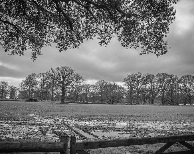 Rain-Soaked Field & Trees Photo Download, Devon Rural Landscape, Black and White Fine Art for England, Nature Lover Gift