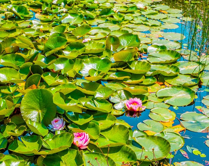 Lily Pond Summer Bloom Photo – Peaceful Floral Wall Art | Instant Download Fine Art Print, Nature Decor, Boho Cottagecore Style