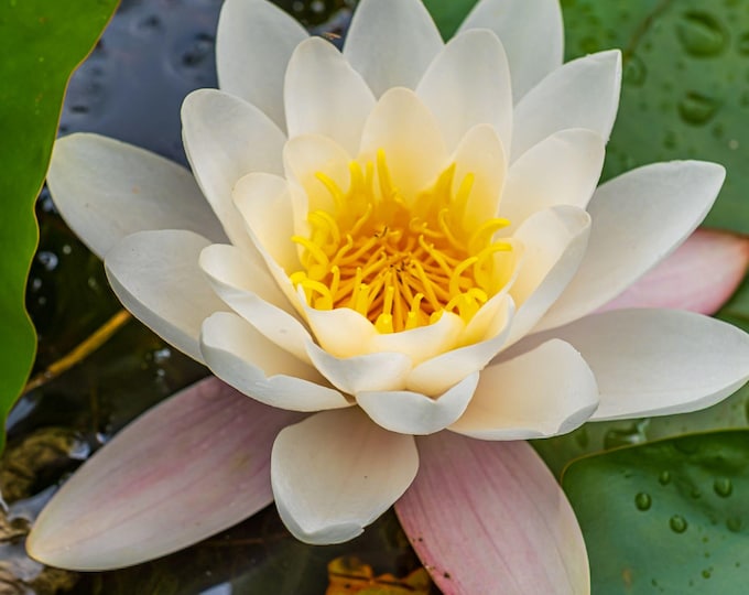 Water Lily Fine Art Photo Download, High Res Wall Art, Gift for Flower Lovers