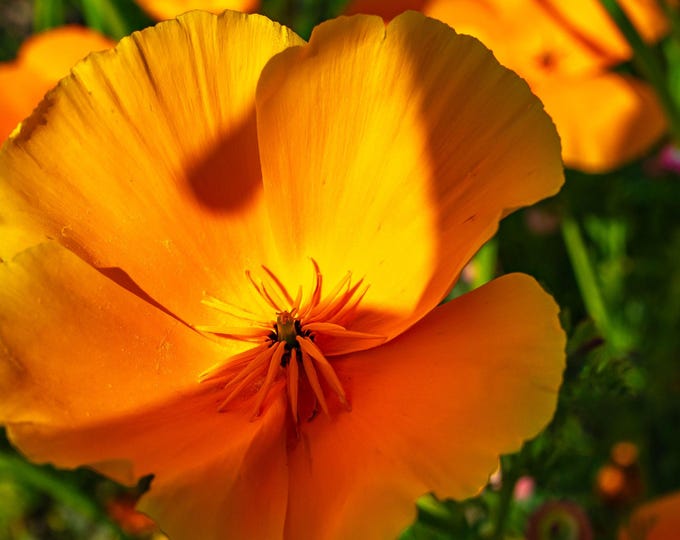 Orange California Poppies Photo – Bright Floral Wall Art | Instant Download High-Res Nature Print, Boho Cottagecore Decor