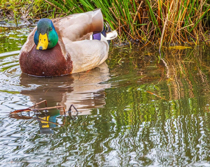 Mallard Duck Photo, Topsham Wetlands Estuary Digital Download
