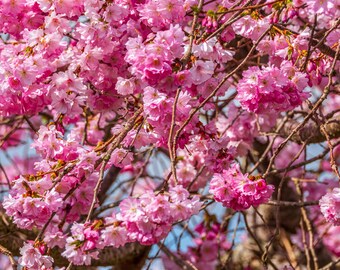 Pink Cherry Blossom Photo: Boho Cottage Wall Art (Digital Download