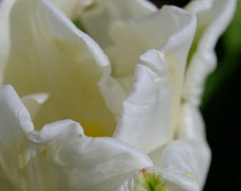 White Eye Tulip Photo: Cottagecore Floral Wall Art (Digital Download)