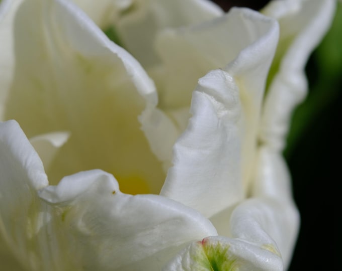 Instant Download Photo Stunning White Eye Tulip | High-Res Floral Wall Art | Botanical Nature Print Gift for Her | Elegant Flower Decor