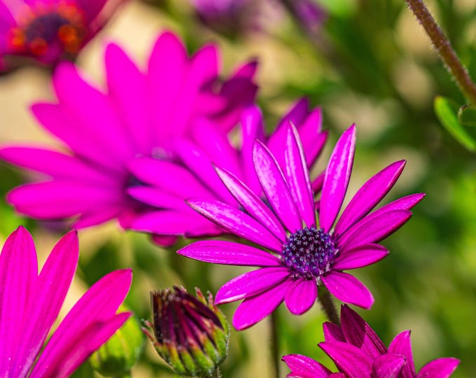 Purple Anemone Flower Photo Download – Cottage Wall Decor, High Res Close-Up, Fine Art Floral Print Gift for Her Boho art