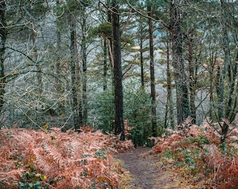 Autumn Woods Photo Download: Devon Forest Path, Rustic Nature Wall Art