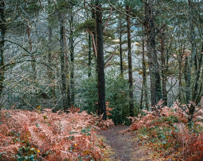 Autumn Woods Devon Photo Download – High Res Fine Art Wall Decor & Nature Lover Gift