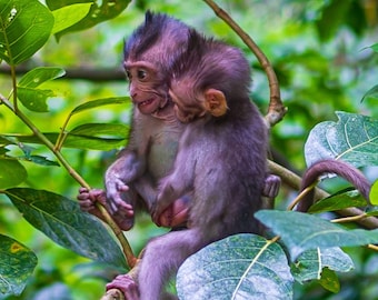 Baby Monkeys Bali Photo Download, Cute Indonesian Jungle Art, Nature Lover Gift for Her and Wall Decor print,Hi Res Fine Art
