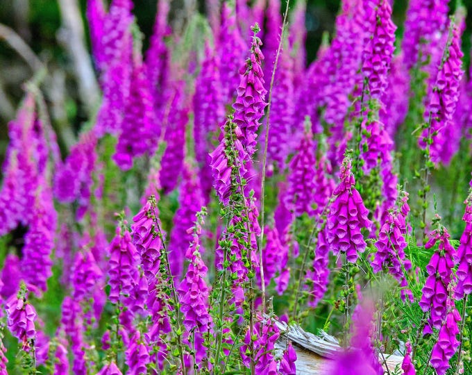 Photograph of a Field Purple Foxgloves Dartmoor Download