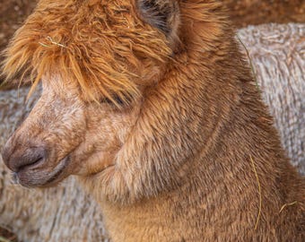 Brown Llama Photo – New Forest Animal Portrait (Digital Download)