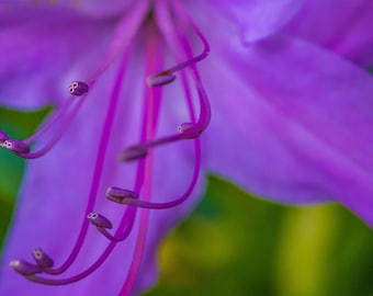 Purple Rhododendron Floral Photo: Bold Summer Garden Art (Digital Download)