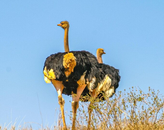 2 Ostriches Silhouetted Against Clear Blue Sky - Serengeti Wildlife Photo Print"