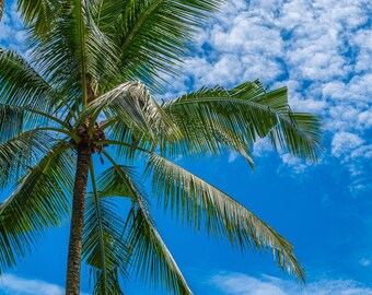 Palm Fronds Blue Sky, Australian Nature Photography, Instant Download