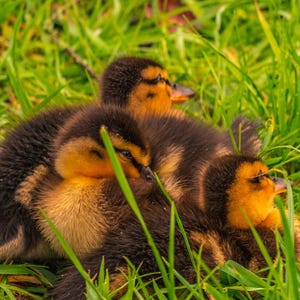 Puede incluir: Tres patitos se acurrucan juntos en un lecho de hierba verde. Los patitos están cubiertos de plumas suaves y esponjosas, y sus ojos están cerrados. Los patitos son una mezcla de negro y amarillo.