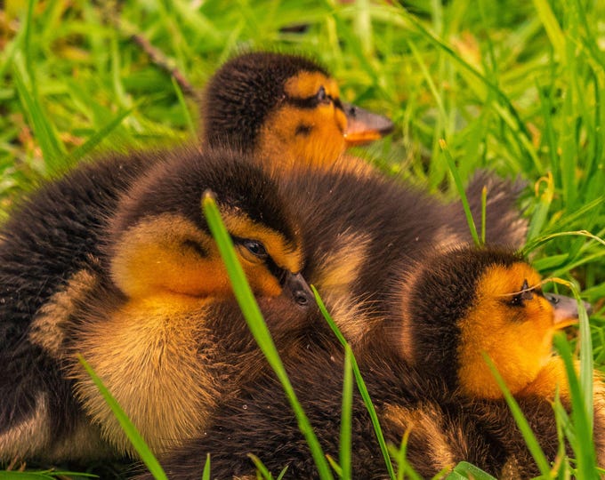 Cute Baby Ducklings Cuddling by the River - Nature Photography | Instant Digital Download"
