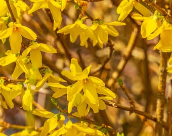 Forsythia Flower Print: Yellow Floral Wall Art, Spring Decor (Instant Download)