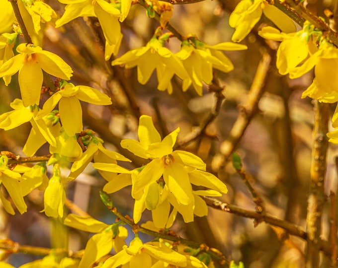 Forsythia Flower Wall Art, Yellow Floral Print, Instant Download, Botanical Decor, Spring Bloom Artwork, Garden Lover Gift