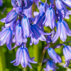 May include: A cluster of bluebell flowers with delicate, bell-shaped blooms. The flowers are a vibrant shade of blue with a hint of purple, and they are arranged in a loose, natural cluster.