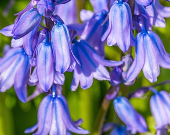 Macro Bluebell Flower Print: UK Wildflower Photography (Digital Download)